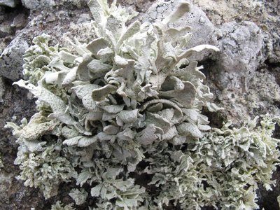 [Ramalina maderensis]